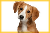 Animal Communication
